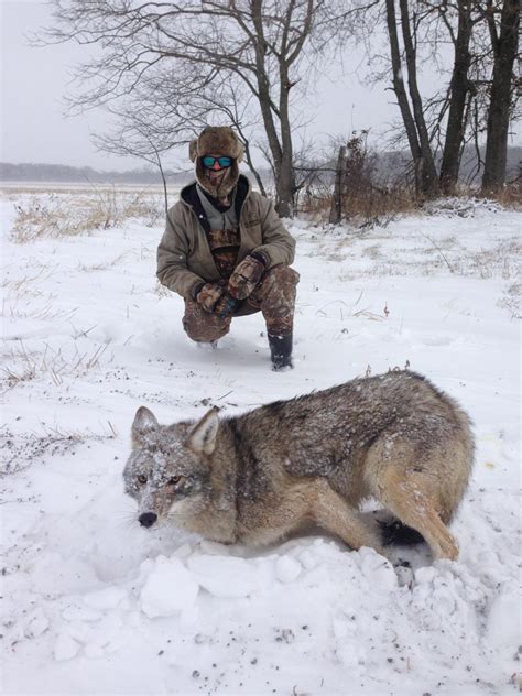 2013/2014 Coyote Trapping - Illinois Wildlife Connections