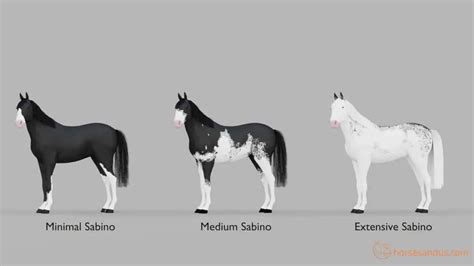 What is a Sabino Horse? Traits, Breeds, and more