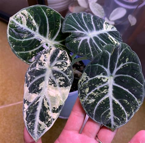 Super Rare Variegated Alocasia Black Velvet Ninja Albo - Etsy