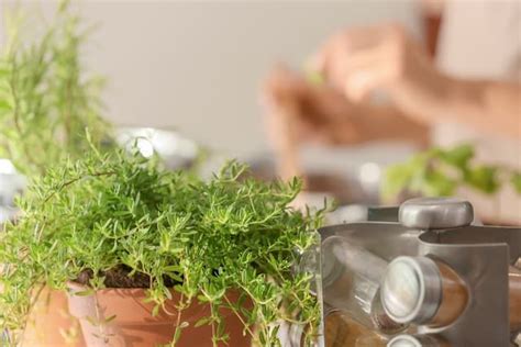 Best Herbs To Grow In Pots That You Can Try At Home