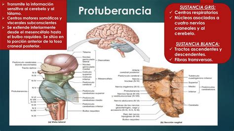 Protuberancia | Yamila Chme | uDocz