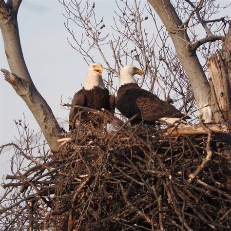 Terrierman's Daily Dose: Nesting Bald Eagles, Arlington, Virginia