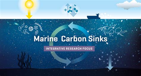 Marine carbon sinks