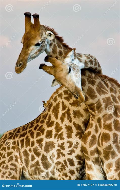 Giraffe Hug Royalty Free Stock Photography - Image: 17877197