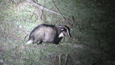 Hog Badger Facts, Habitat, Diet, Pictures