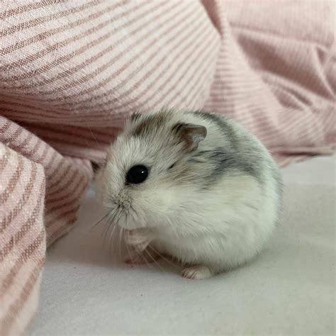 Meet Hammy 🐹 : r/hamsters