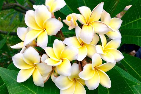 Growing Plumeria: How to Care for Frangipani | Gardener’s Path