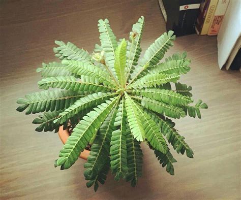 Jurassic Sensitive Plant aka Little Tree Plant Seeds - Etsy