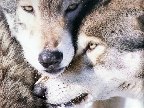 Fond d'écran loups gratuit fonds écran loups louves animaux