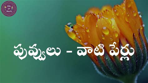 Flowers Names In Telugu List | Best Flower Site