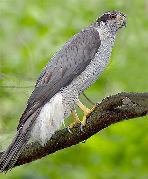 Northern Goshawk - ID, Facts, Diet, Habit & More | Birdzilla