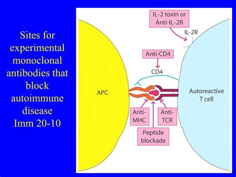 PPT - Autoimmune Diseases PowerPoint Presentation, free download - ID:4616796