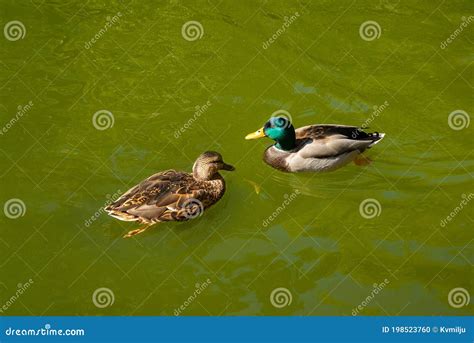 Two Mallard ducks Swimming stock photo. Image of dripped - 198523760