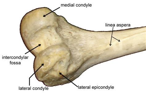 Femoral Condyle Anatomy