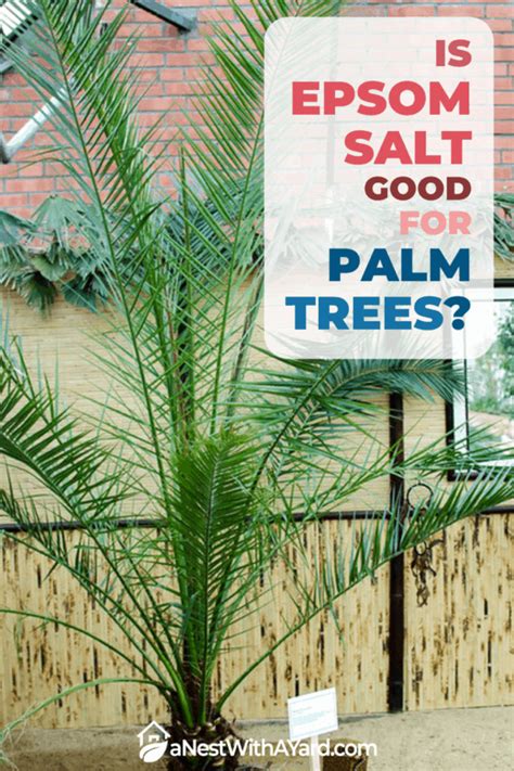 Is Epsom Salt Good For Palm Trees In 2021? - A Nest With A Yard