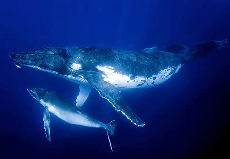 Royalty Free Humpback Whale Pictures, Images and Stock Photos - iStock