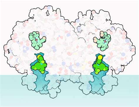 PDB-101: Molecule of the Month: Cyclooxygenase