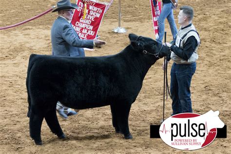 FWSS – Open Maine-Anjou Bulls | The Pulse