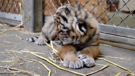 Indianapolis Zoo welcomes newborn tiger cub | Fox 59