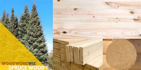 Is Spruce a Hardwood? - WoodworkWiz.Com