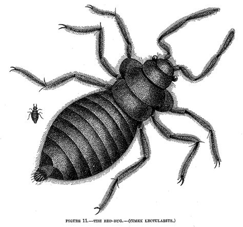 File:The Bed-Bug (Cimex lectularius).jpg - Wikimedia Commons