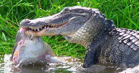 What Do Alligators Eat? - Learn About Nature