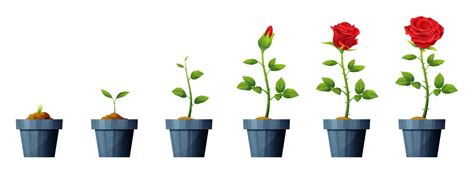 Beautiful red rose flower growth and development stages illustration ...