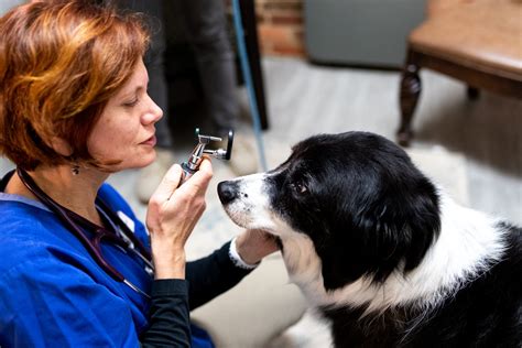 Wellness Exams for Your Pet in Washington, DC | Atlas Vet