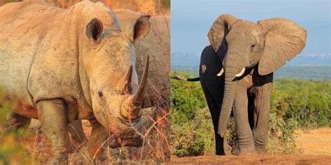 Elephant vs Rhino: An Epic Wildlife Face-off Explored