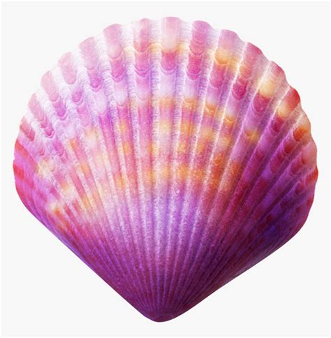 Seashell Purple Clip Art - Sea Shell Png, Transparent Png , Transparent Png Image - PNGitem