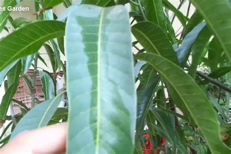 How to Identify Mango Tree Varieties by Leaf