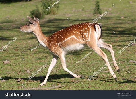 Female Fallow Deer Doe Dama Dama Stock Photo 587879114 | Shutterstock