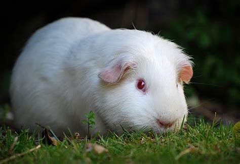 guinea pig | Albino | Pinterest | Albino, Wildlife and Animal