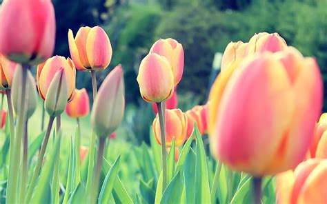 HD wallpaper: assorted-color field of tulips, mill, Netherlands, colorful, Keukenhof | Wallpaper ...