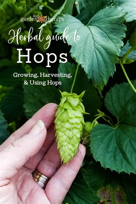 Herbal Guide to Hops: Growing, Harvesting, and Using Hops Plant ...