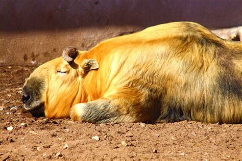 The Legend of Takin - National Animal of Bhutan | Go Bhutan Tours