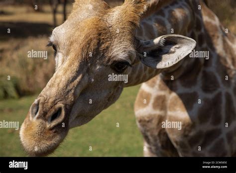 Safari in East Africa plains Stock Photo - Alamy