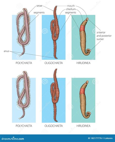 Segmented worms stock vector. Illustration of annelids - 182177776