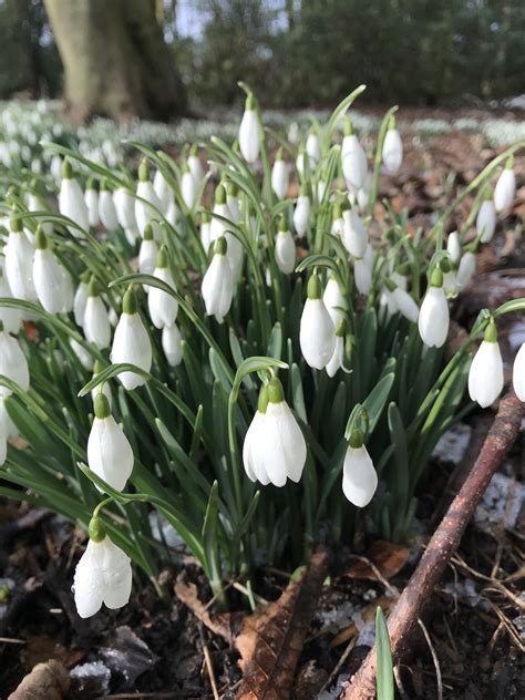 Galanthus nivalis | Plants, Flowers