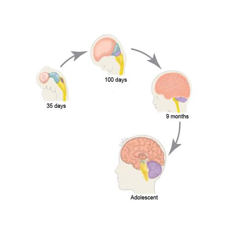 Timeline of brain development