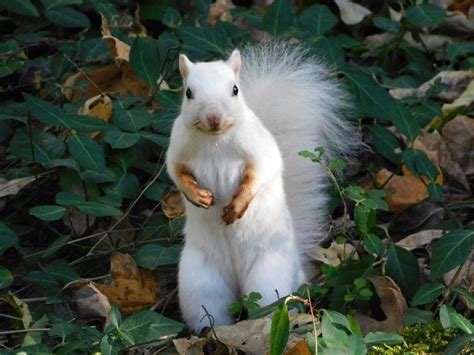 Eastern Gray Squirrel? - Lost River Cave