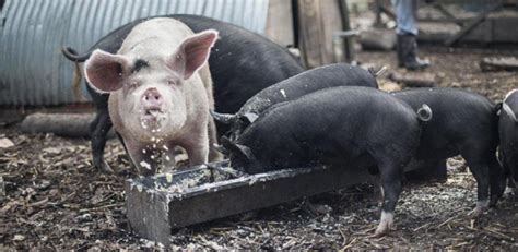 Feeding food waste to pigs could save vast swathes of threatened forest and savannah ...