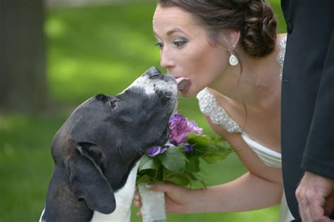 A Bride & Her Dog @danifinephoto | She dog, Dogs, Bride