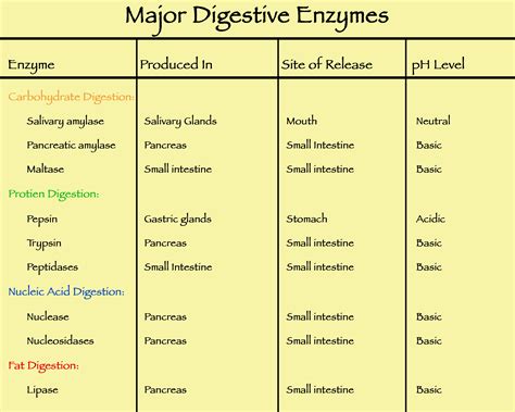 digestive enzymes Study Biology, Biology Notes, Study Chemistry, Biology Facts, Teaching Biology ...