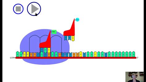 Protein Synthesis - Transcription and Translation - Narrated Animation - YouTube