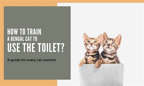 How to Train a Bengal Cat to Use The Toilet? (step by step) - Mi Cat Guide