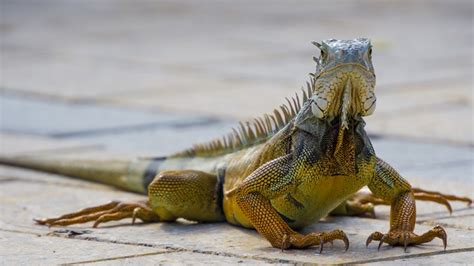 Reptile invasion: Florida agency encourages killing iguanas | ksdk.com