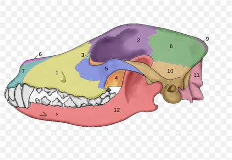 Dog Anatomy Skull Skeleton, PNG, 800x566px, Dog, Anatomy, Animal, Bone ...