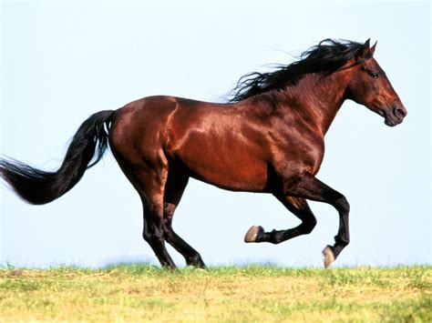 GALLOPING HORSE IN GRASSLANDS ~ DESKTOP WALL PAPERS