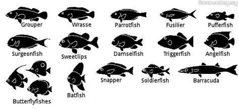 Identifying and recognizing fishes